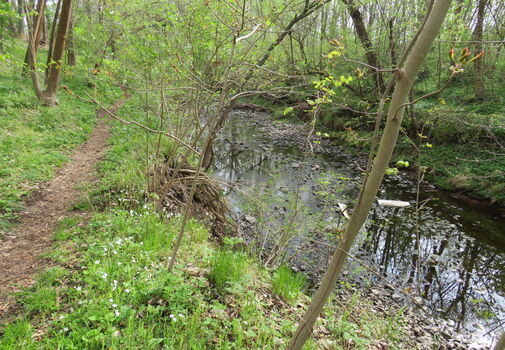 Weg an der Apfelstädt